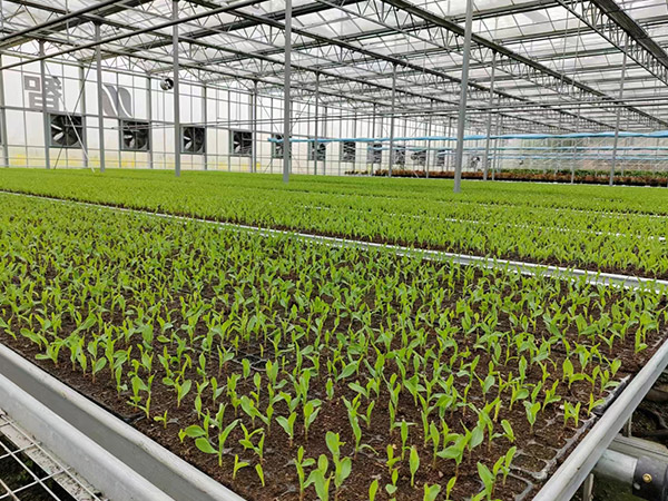 無(wú)土栽培育苗培育