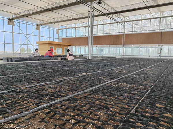 鶴崗育苗無土栽培